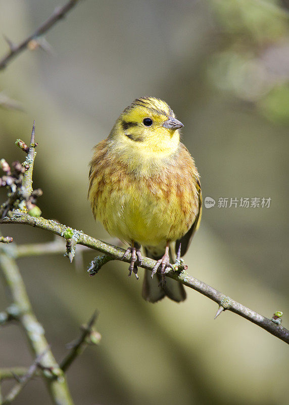 黄锤(citrinella em贝里扎)